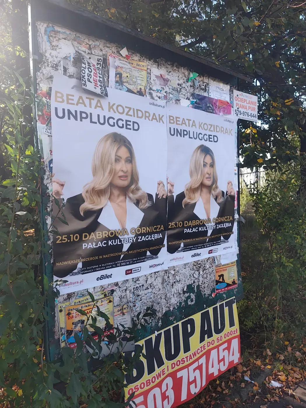 Plakaty koncertu Beata Kozidrak Unplugged na starszej tablicy ogłoszeniowej wśród zieleni